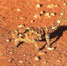 Thằn Lằn Gai Quỷ Thorny Devil Lizard