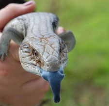 Thằn Lằn Lưỡi Xanh Blue Tongue