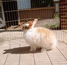 Thỏ Angora rabbit