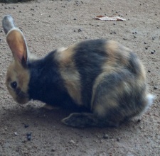 Thỏ cảnh Harlequin