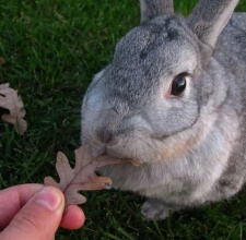 Thỏ Chinchilla Mỹ