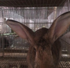 Thỏ Flemish rabbit