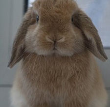 Thỏ French Lop (thỏ tai cụp Pháp)