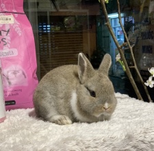 Thỏ Hà Lan lùn (thỏ Netherland Dwarf)