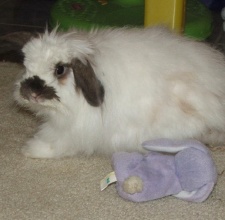 Thỏ tai cụp Mỹ (American Fuzzy Lop)