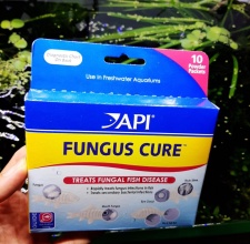 Thuốc Trị Bệnh Cá Cảnh API Fungus Cure