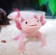 Thuốc Trị Bệnh Nấm Cho Cá Khủng Long 6 Sừng Axolotl