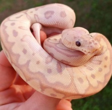 Trăn bóng – Ball Python