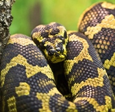 Trăn Carpet Python