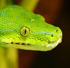 Trăn cây Green Tree Python