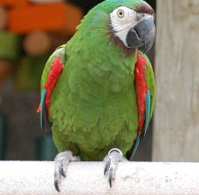 Vẹt Chestnut Fronted Macaw