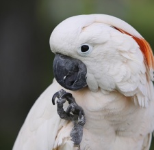 Vẹt Cockatoo