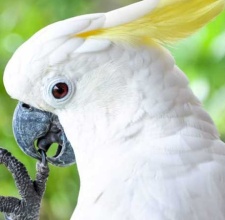 Vẹt mào Cockatoo