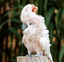 Vẹt Moluccan Cockatoo 