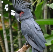 Vẹt Palm Cockatoo 