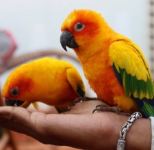 Vẹt Sun Conure: Giới thiệu về loài chim đẹp và thông minh