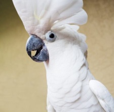 Vẹt Umbrella Cockatoo 