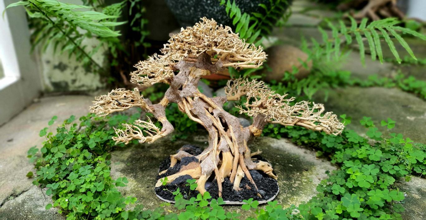 Lũa Bonsai Thủy Sinh