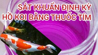 đánh Tím Hồ Koi