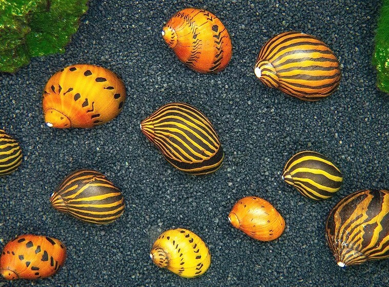 Ốc Nerite