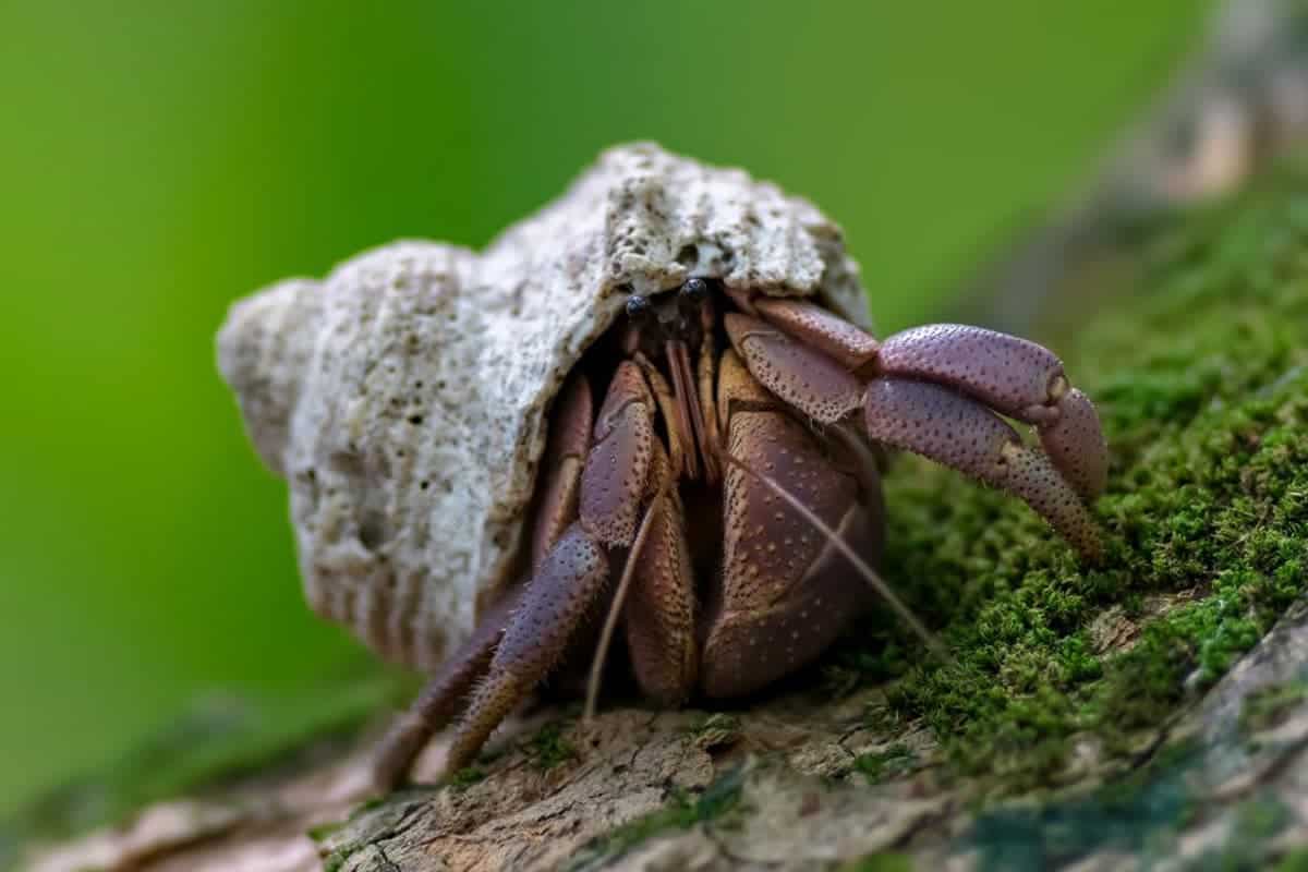 Ốc mượn hồn brevimanus