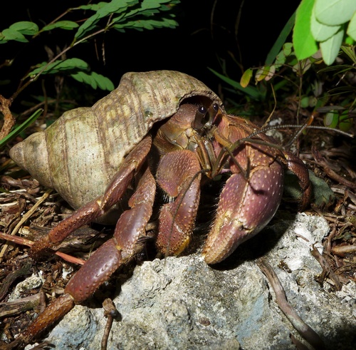 Ốc mượn hồn brevimanus