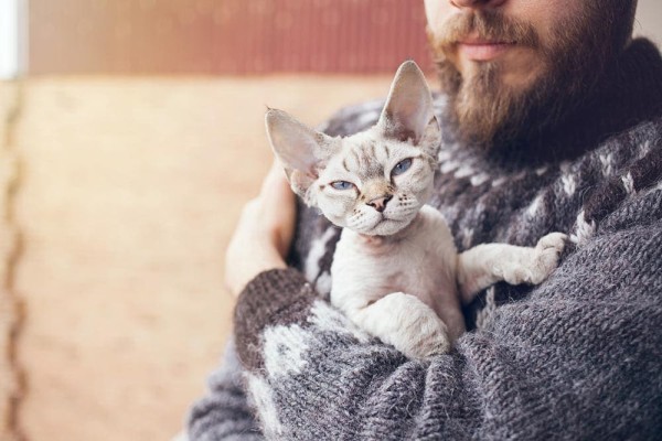 Mèo Devon Rex