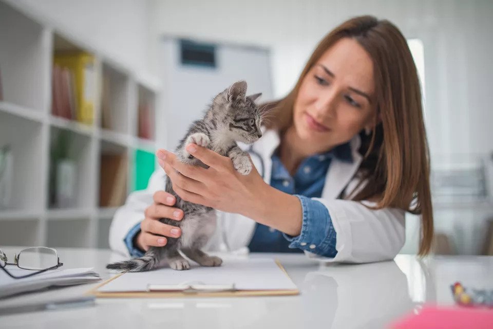 Mèo Egyptian Mau