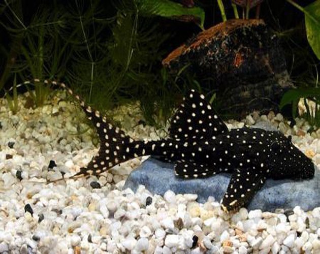 Adonis Plecostomus