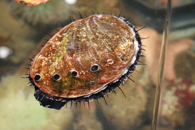 Bào Ngư - Abalone