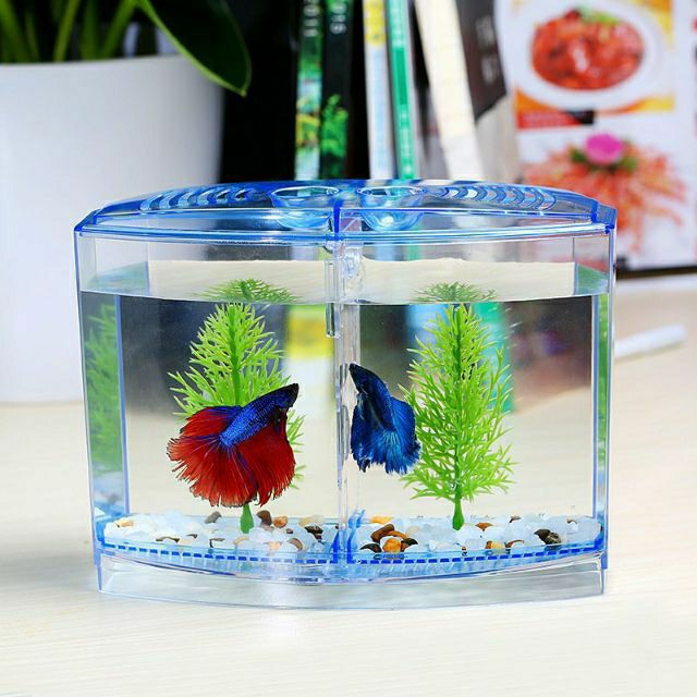 Bể cá Betta mini