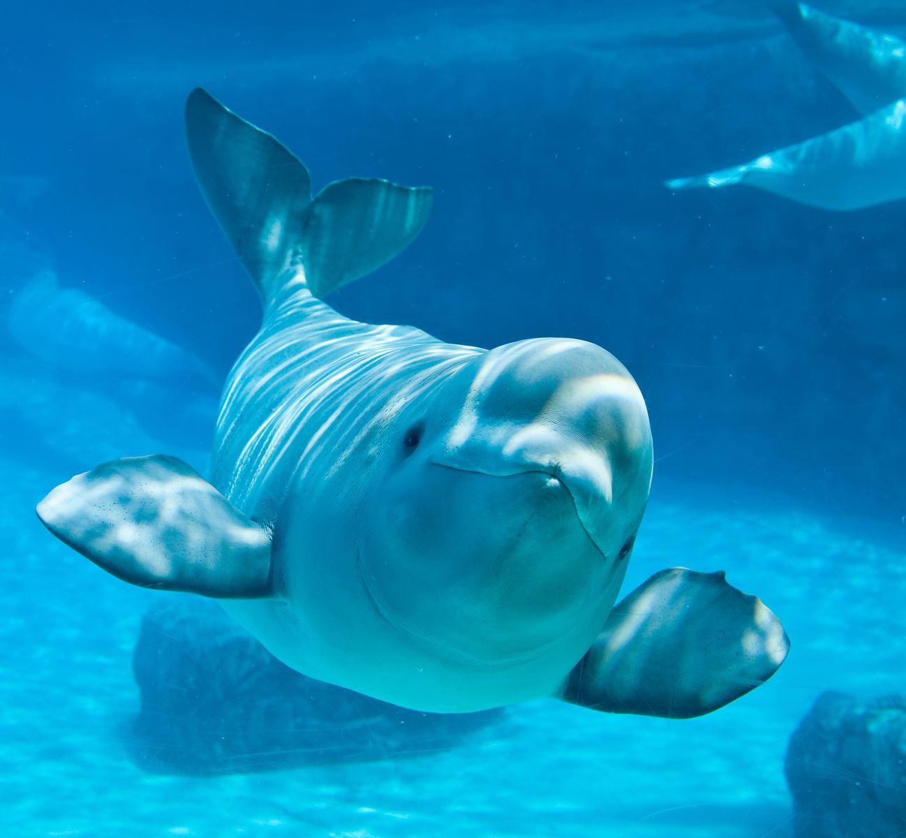 Beluga whale