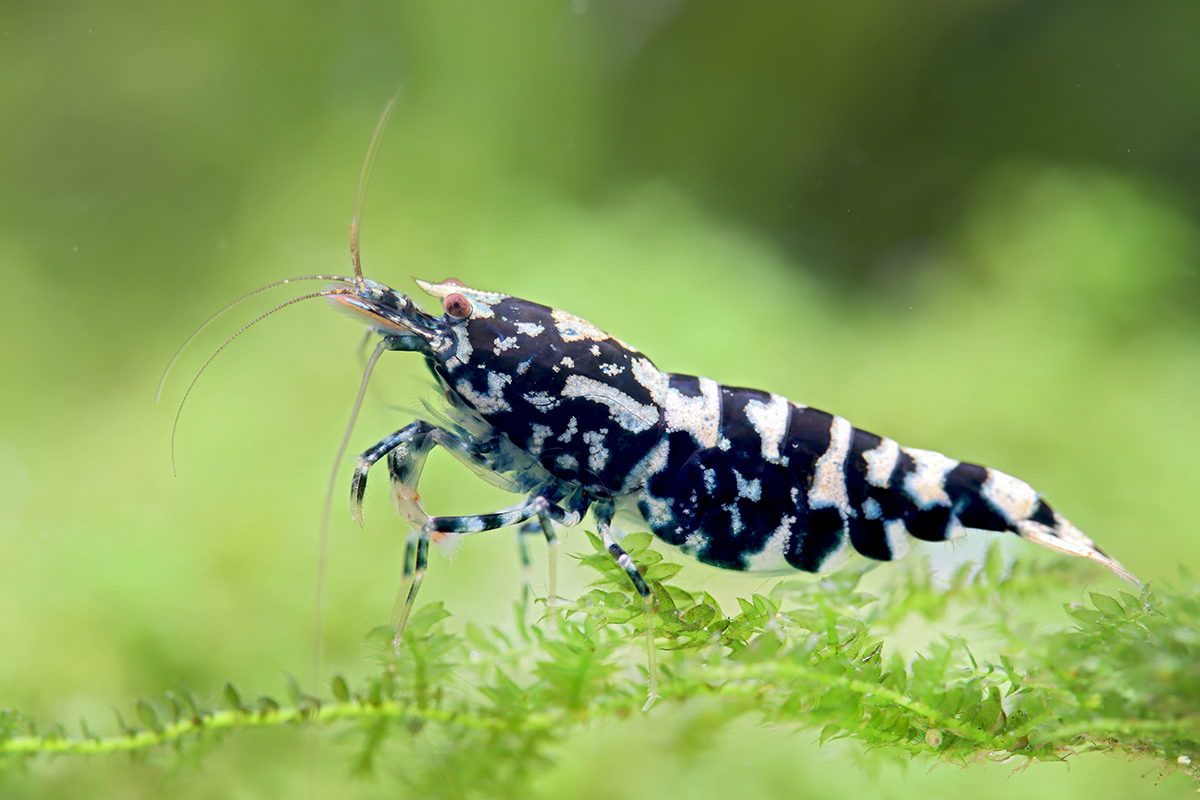 Black Galaxy Shrimp