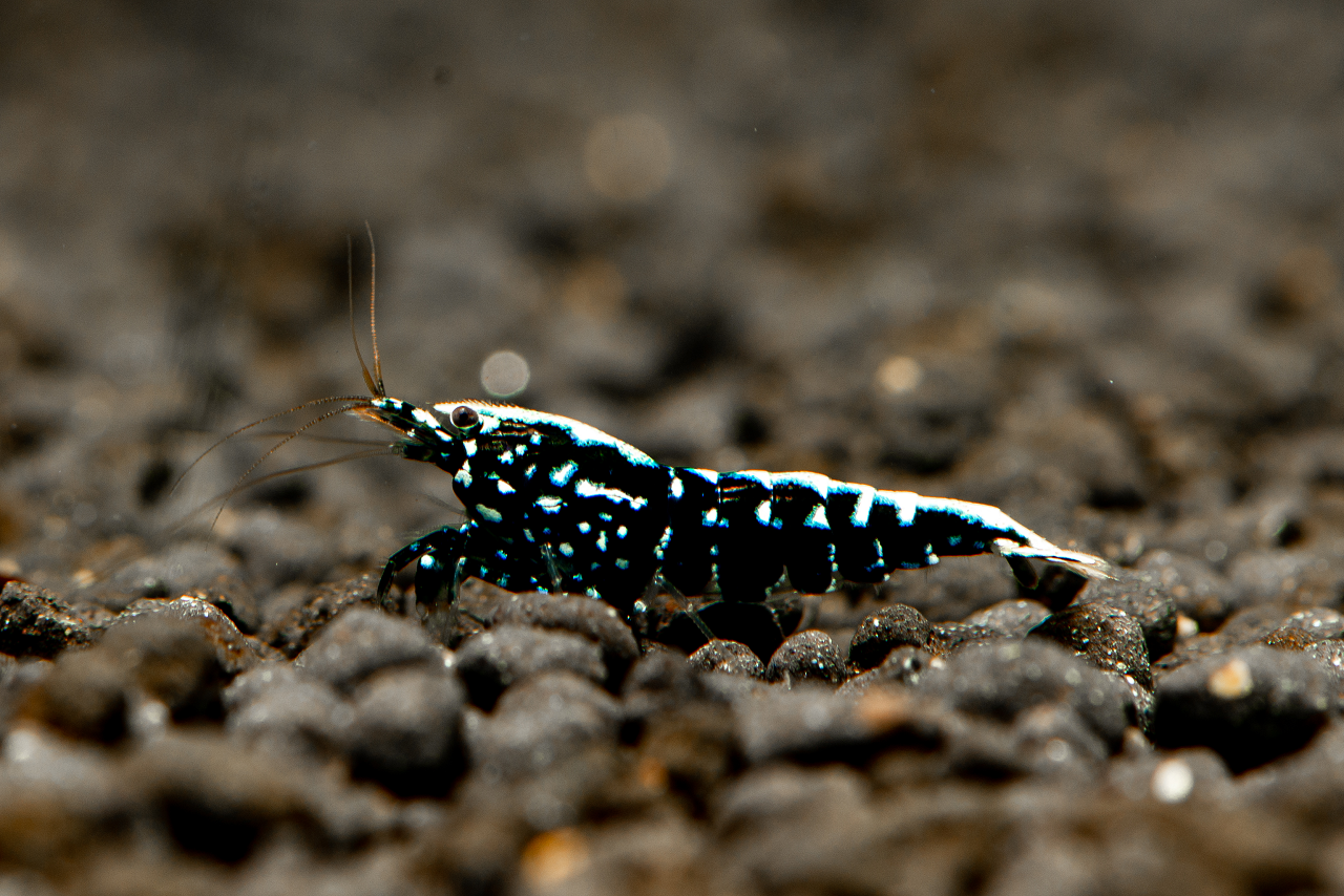 Black Galaxy Shrimp