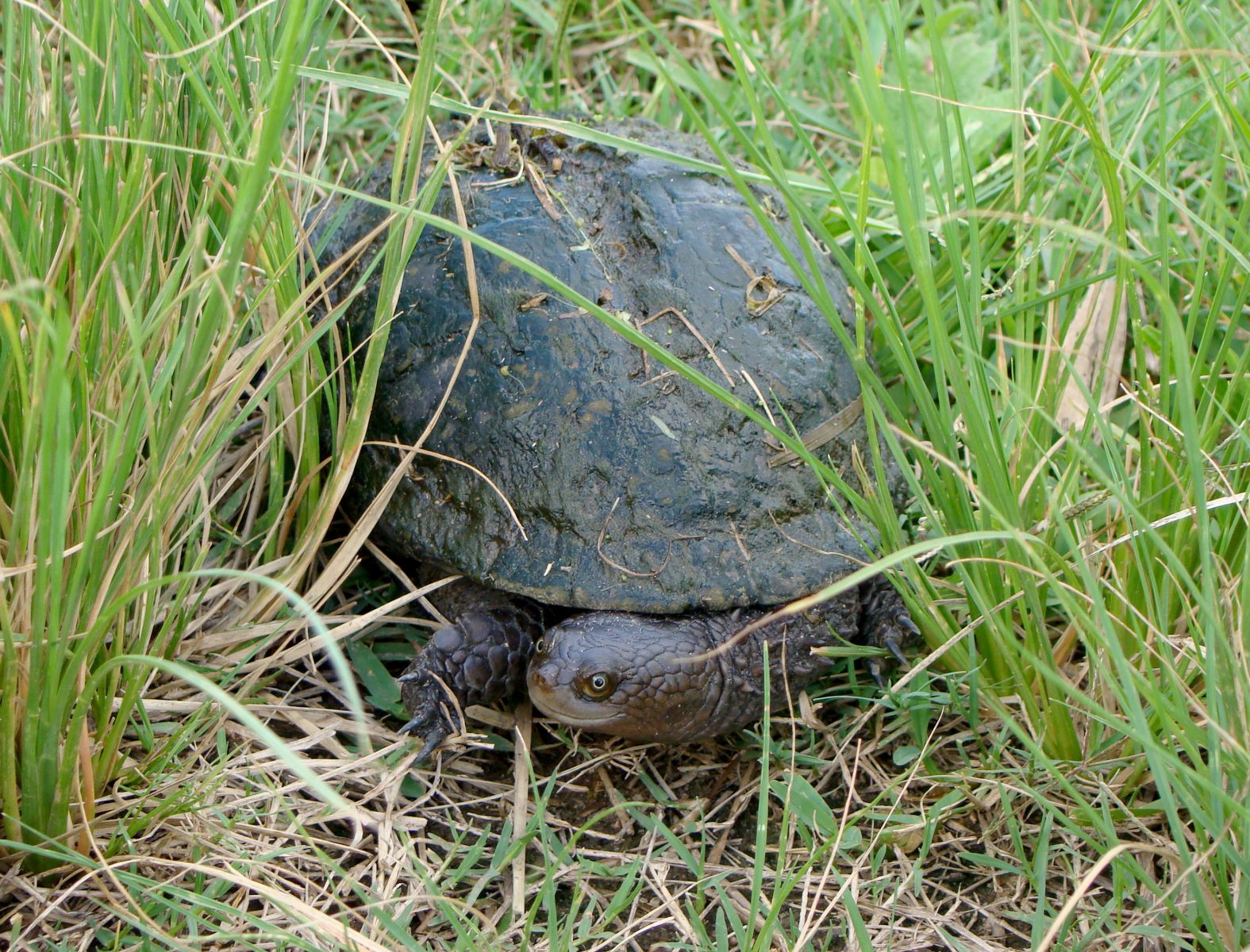 Black Spiny Necked Swamp Turtle