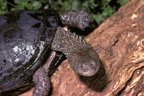 Black Spiny Necked Swamp Turtle