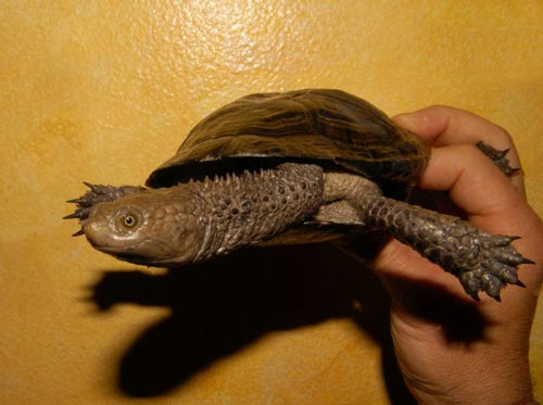 Black Spiny Necked Swamp Turtle