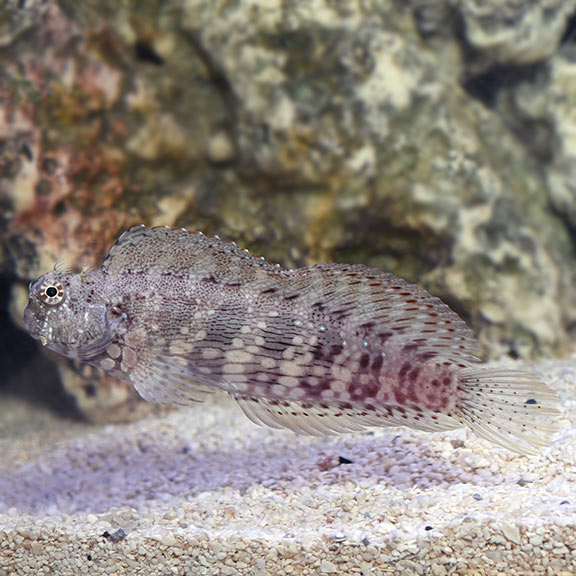 Cá Bống Ăn Rêu – Sailfin Algae Blenny