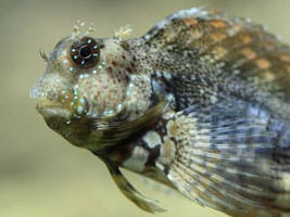 Cá Bống Ăn Rêu – Sailfin Algae Blenny