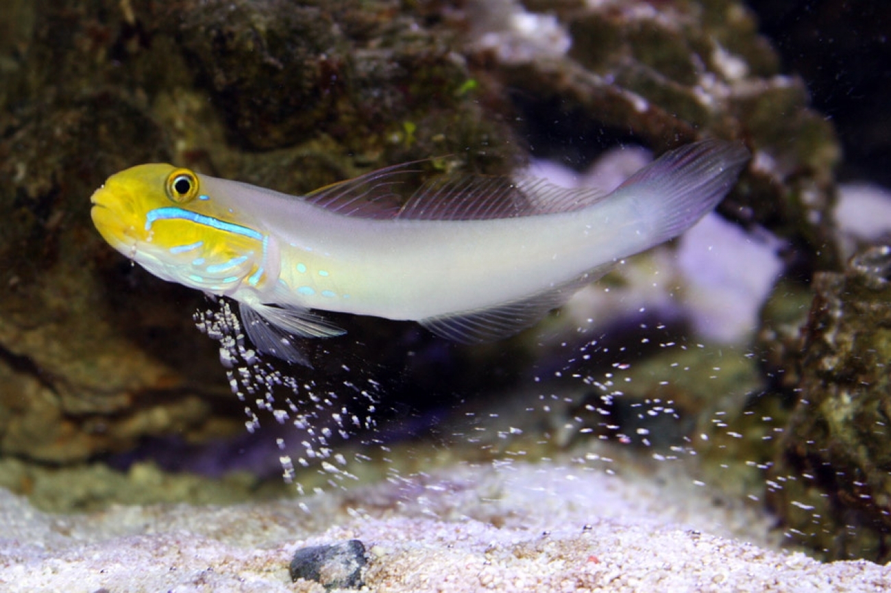 Cá Bống Đầu Vàng – Sleeper Gold Head Goby