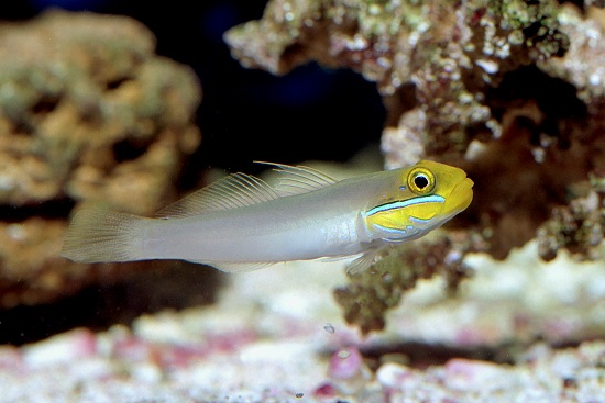 Cá Bống Đầu Vàng – Sleeper Gold Head Goby