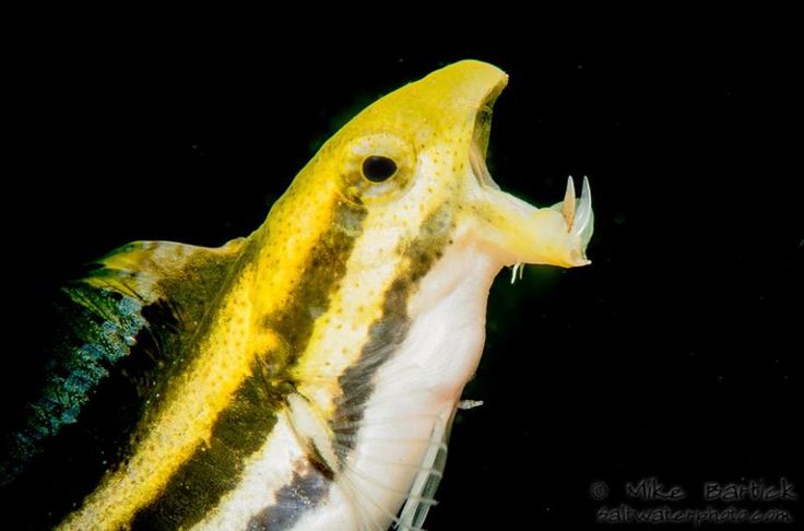 Cá Bống Sọc – Striped Blenny