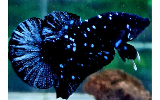 Cá Betta Black Blue Galaxy