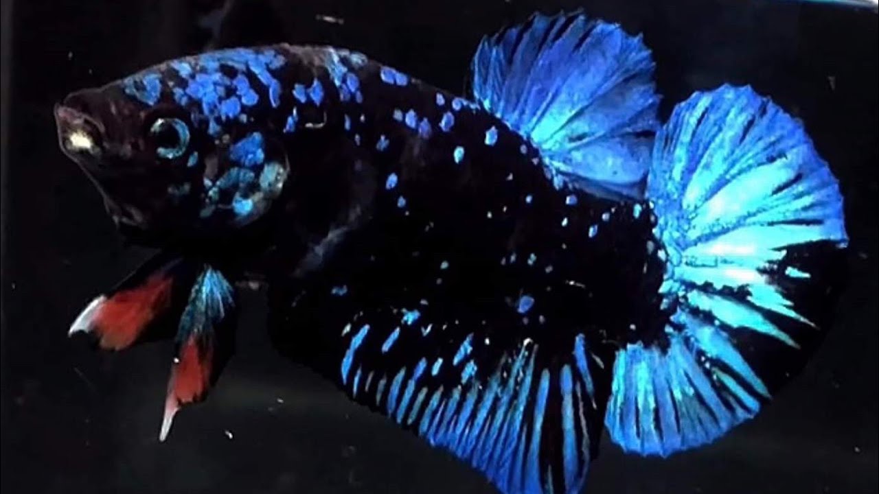 Cá Betta Black Blue Galaxy