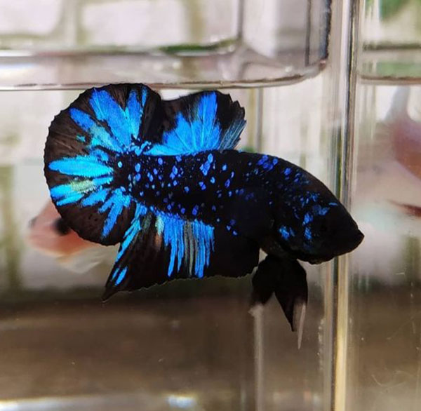 Cá Betta Black Blue Galaxy