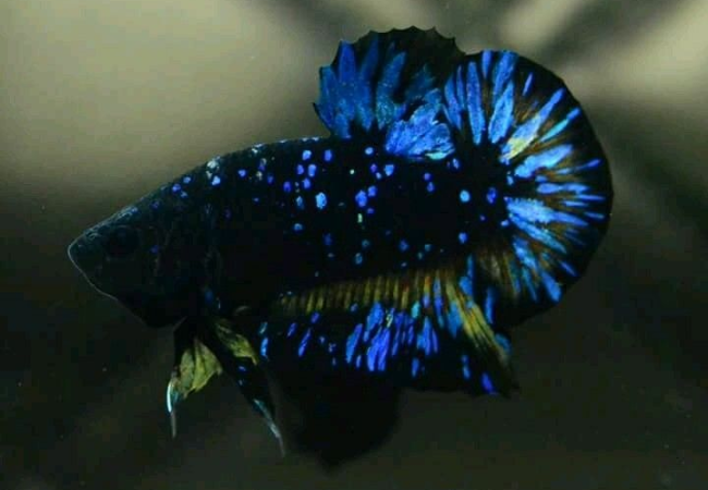 Cá Betta Black Blue Galaxy