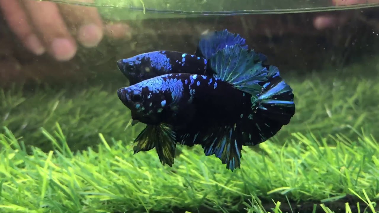 Cá Betta Black Blue Galaxy