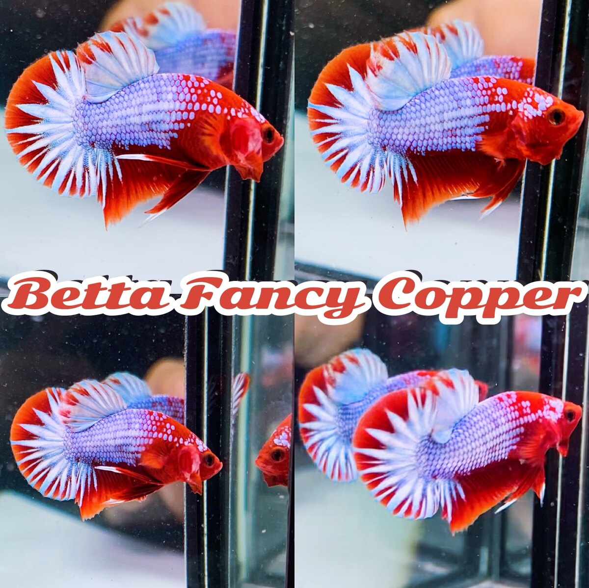 Cá Betta Fancy Copper