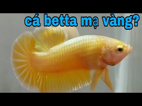 Cá Betta Full Gold 