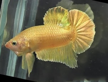 Cá Betta Gold